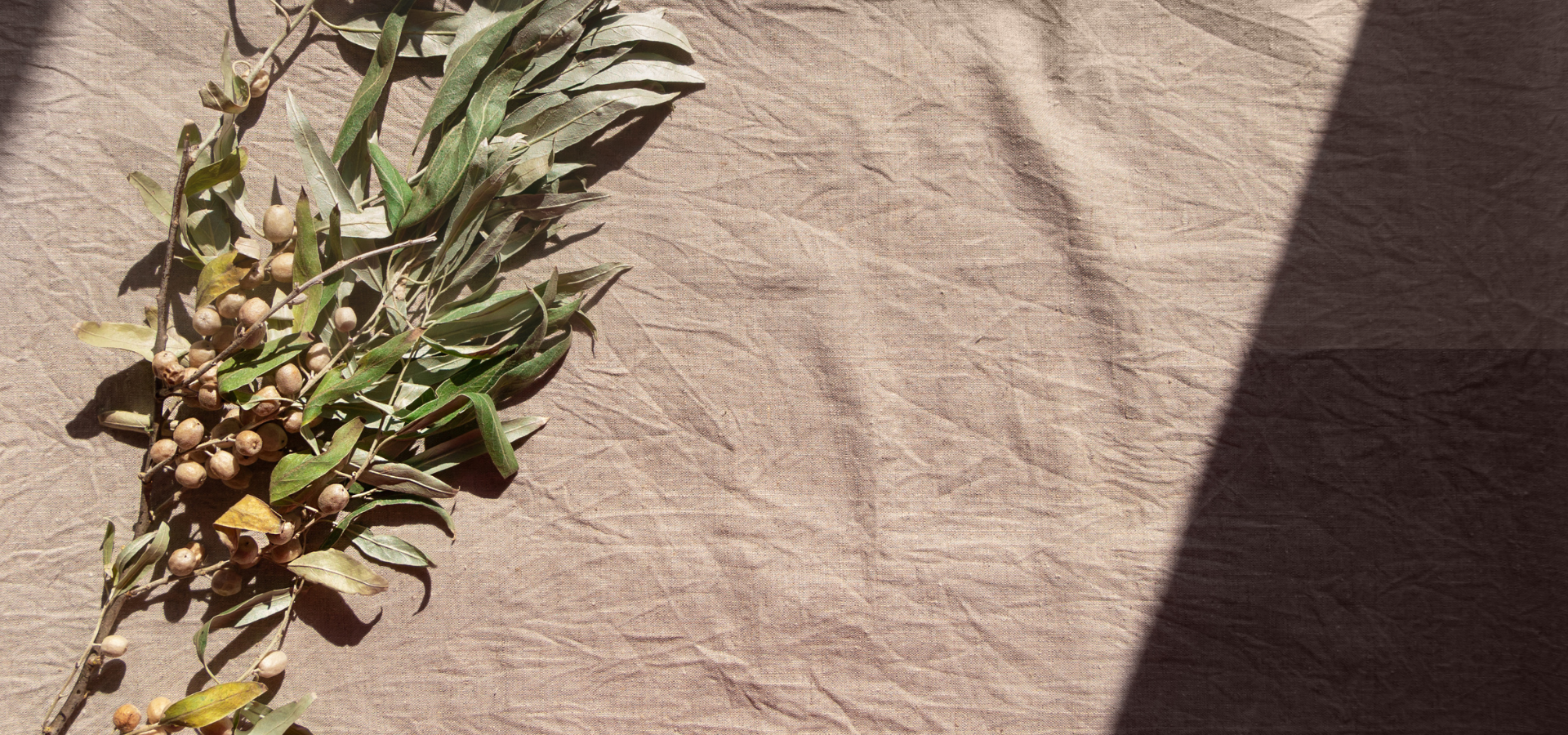 Plant on a textured fabric background